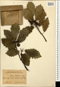 Quercus hartwissiana Steven, Caucasus, Krasnodar Krai & Adygea (K1a) (Russia)