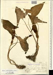 Arum italicum subsp. albispathum (Steven ex Ledeb.) Prime, Caucasus, Krasnodar Krai & Adygea (K1a) (Russia)