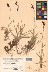 Carex microchaeta subsp. nesophila (Holm) D.F.Murray, Siberia, Chukotka & Kamchatka (S7) (Russia)