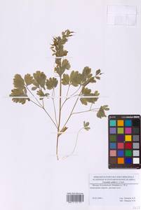 Corydalis solida (L.) Clairv., Eastern Europe, Moscow region (E4a) (Russia)