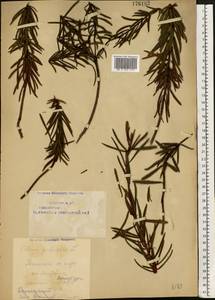 Rhododendron tomentosum (Stokes) Harmaja, Eastern Europe, Eastern region (E10) (Russia)