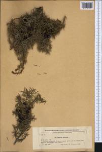 Juniperus oxycedrus L., Western Europe (EUR) (Bulgaria)