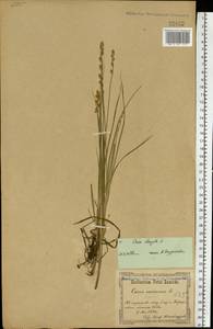 Carex canescens subsp. canescens, Eastern Europe, North Ukrainian region (E11) (Ukraine)