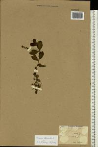 Veronica prostrata L., Eastern Europe, North Ukrainian region (E11) (Ukraine)