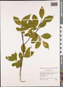 Salix taraikensis Kimura, Siberia, Russian Far East (S6) (Russia)