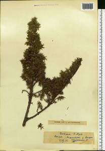 Juniperus communis L., Eastern Europe, Estonia (E2c) (Estonia)