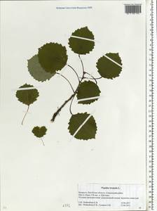 Populus tremula L., Eastern Europe, Belarus (E3a) (Belarus)