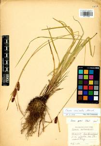 Carex vesicata Meinsh., Siberia, Baikal & Transbaikal region (S4) (Russia)
