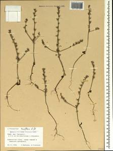 Buglossoides tenuiflora (L. fil.) I. M. Johnst., Crimea (KRYM) (Russia)