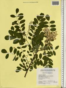 Robinia pseudoacacia L., Eastern Europe, Central forest-and-steppe region (E6) (Russia)