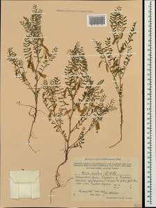 Vicia ervilia (L.)Willd., Crimea (KRYM) (Russia)