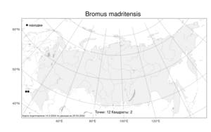 Bromus madritensis L., Atlas of the Russian Flora (FLORUS) (Russia)