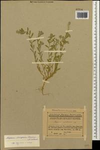 Alyssum strigosum Banks & Sol., Caucasus, Armenia (K5) (Armenia)