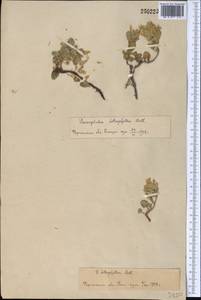 Dracocephalum heterophyllum Benth., Middle Asia, Pamir & Pamiro-Alai (M2)