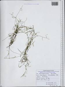 Potamogeton berchtoldii Fieber, Caucasus, South Ossetia (K4b) (South Ossetia)