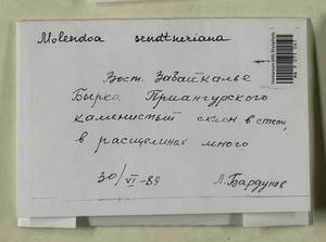 Molendoa sendtneriana (Bruch & Schimp.) Limpr., Bryophytes, Bryophytes - Baikal & Transbaikal regions (B18) (Russia)