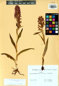 Dactylorhiza salina (Turcz. ex Lindl.) Soó, Siberia, Baikal & Transbaikal region (S4) (Russia)