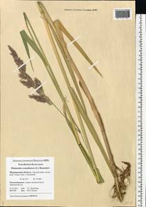 Phalaris arundinacea L., Eastern Europe, Northern region (E1) (Russia)