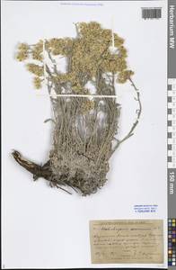 Helichrysum arenarium (L.) Moench, Middle Asia, Caspian Ustyurt & Northern Aralia (M8) (Kazakhstan)