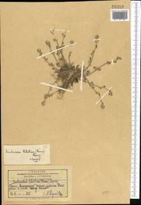 Smelowskia tibetica (Thomson) Lipsky, Middle Asia, Pamir & Pamiro-Alai (M2) (Tajikistan)