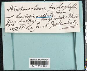 Lepidozia reptans (L.) Dumort., Bryophytes, Bryophytes - Moscow City & Moscow Oblast (B6a) (Russia)