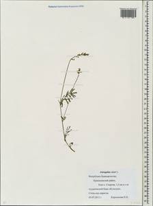 Astragalus cicer L., Eastern Europe, Eastern region (E10) (Russia)