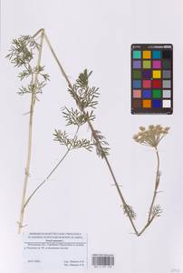 Seseli annuum L., Eastern Europe, Moscow region (E4a) (Russia)