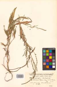 Atriplex patens (Litv.) Iljin, Siberia, Russian Far East (S6) (Russia)