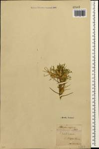Astragalus caspicus subsp. caspicus, Caucasus, Azerbaijan (K6) (Azerbaijan)