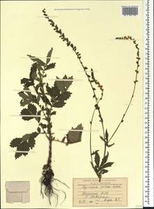 Agrimonia pilosa Ledeb., Caucasus, Abkhazia (K4a) (Abkhazia)