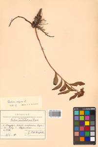 Phedimus aizoon (L.) 't Hart, Siberia, Russian Far East (S6) (Russia)