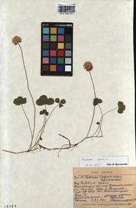 KUZ 000 751, Trifolium repens L., Siberia, Altai & Sayany Mountains (S2) (Russia)