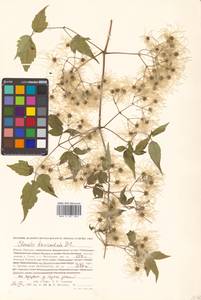 Clematis brevicaudata DC., Siberia, Russian Far East (S6) (Russia)