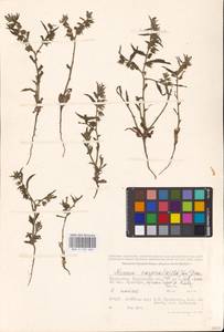 MHA 0 152 666, Nonea caspica (Willd.) G. Don, Middle Asia, Caspian Ustyurt & Northern Aralia (M8) (Kazakhstan)