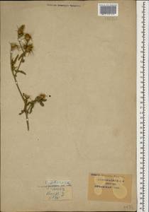 Centaurea iberica Trevis. ex Spreng., Caucasus, Krasnodar Krai & Adygea (K1a) (Russia)