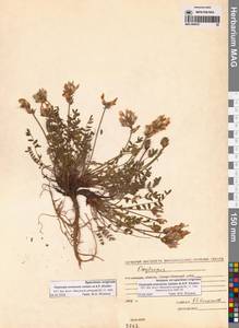 Oxytropis evenorum Jurtzev & A.P.Khokhr., Siberia, Chukotka & Kamchatka (S7) (Russia)