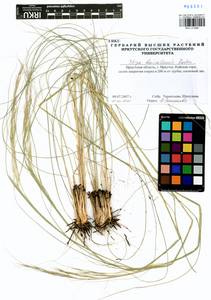 Stipa baicalensis Roshev., Siberia, Baikal & Transbaikal region (S4) (Russia)