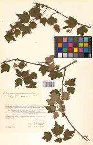 Ribes maximoviczianum Kom., Siberia, Russian Far East (S6) (Russia)