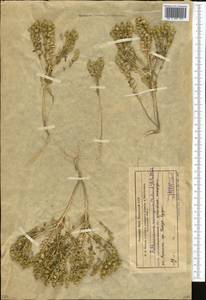 Aethionema carneum (Banks & Sol.) B. Fedtsch., Middle Asia, Western Tian Shan & Karatau (M3) (Kazakhstan)