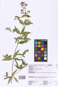 Galium rubioides L., Eastern Europe, Western region (E3) (Russia)