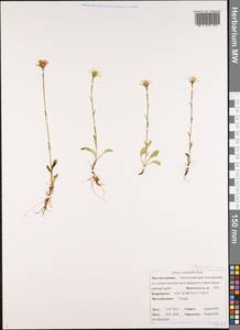 Tephroseris subfrigida (Kom.) Holub, Siberia, Chukotka & Kamchatka (S7) (Russia)