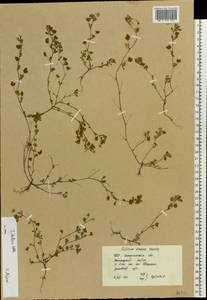 Trifolium dubium Sibth., Eastern Europe, West Ukrainian region (E13) (Ukraine)