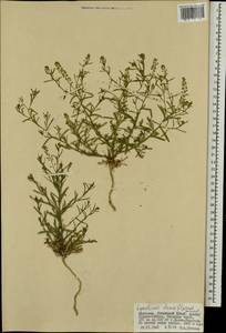 Lepidium apetalum Willd., Mongolia (MONG) (Mongolia)