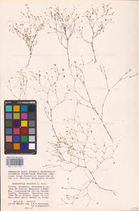 Psammophiliella muralis (L.) Ikonn., Eastern Europe, Lower Volga region (E9) (Russia)