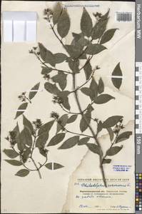 Philadelphus coronarius L., Eastern Europe, North Ukrainian region (E11) (Ukraine)