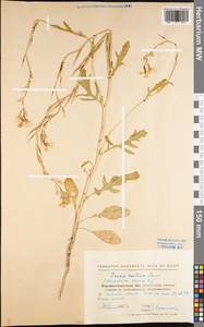 Eruca vesicaria subsp. sativa (Mill.) Thell., Eastern Europe, North Ukrainian region (E11) (Ukraine)