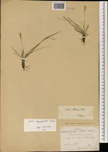 Carex caryophyllea Latourr., Mongolia (MONG) (Mongolia)