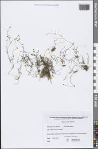 Ranunculus reptans L., Siberia, Chukotka & Kamchatka (S7) (Russia)