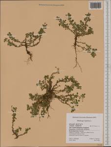 Medicago lupulina L., Western Europe (EUR) (United Kingdom)