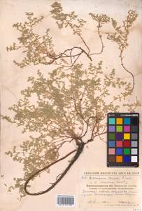 Herniaria incana Lam., Eastern Europe, North Ukrainian region (E11) (Ukraine)